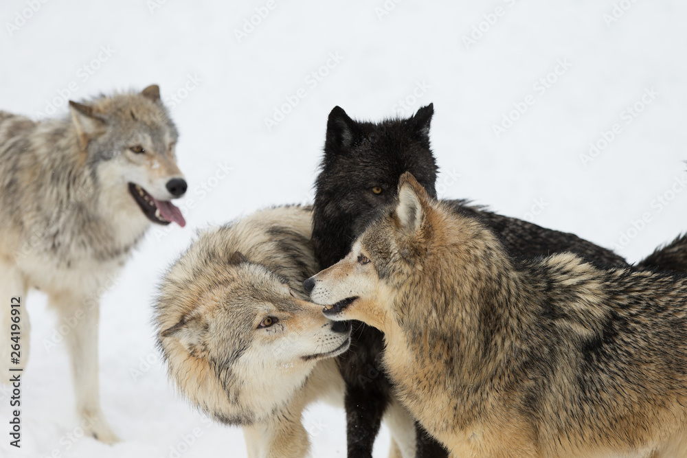 Grey Wolf pack in western US in Winter