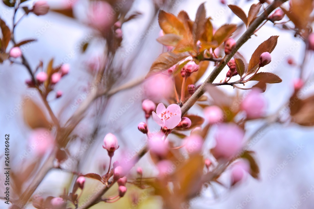 Beautiful pink cherry blossom flower with selective focus on blurred spring background. Spring time. Sakura blossom on a sunny april day. Small pink flowers with delicate petals on a cherry tree Beautiful pink cherry blossom flower with selective focus on blurred spring background. Spring time. Sakura blossom on a sunny april day. Small pink flowers with delicate petals on a cherry tree