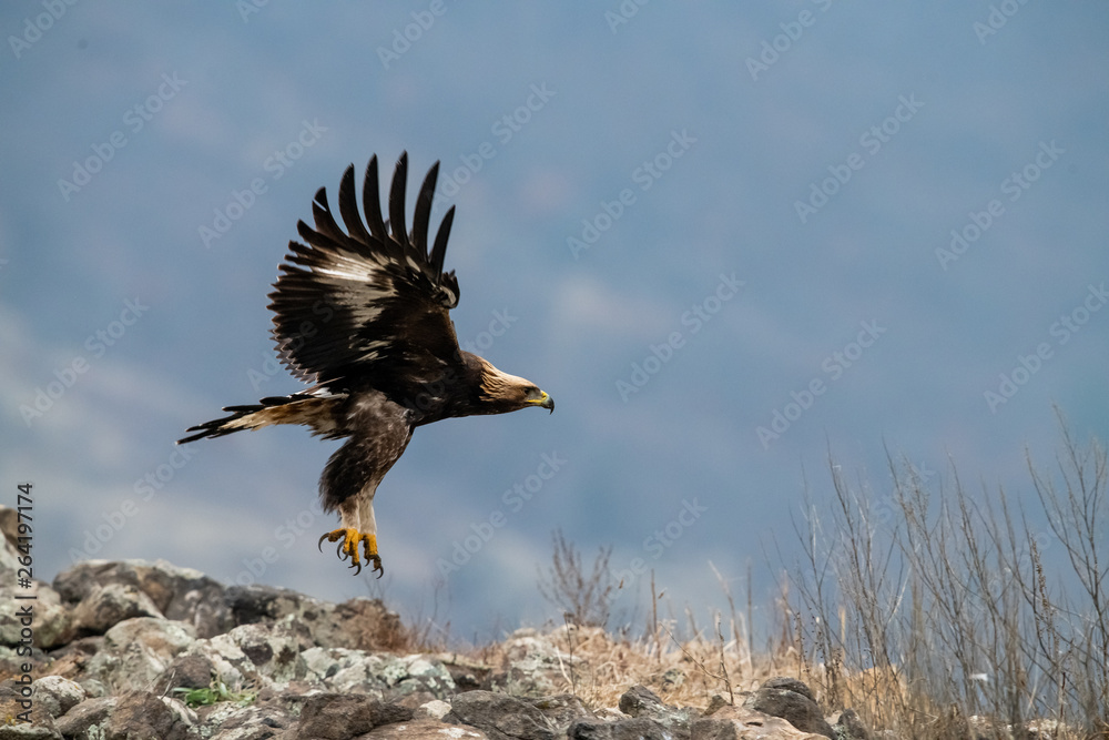 Goldean Eagle (Aquila chrysaetos) at mountain meadow in Eastern Rhodopes, Bulgaria