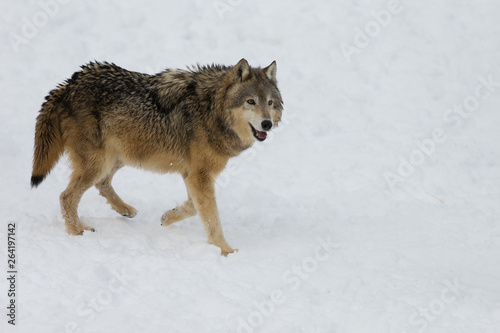 Grey Wolf pack in western US in Winter © Dennis Donohue