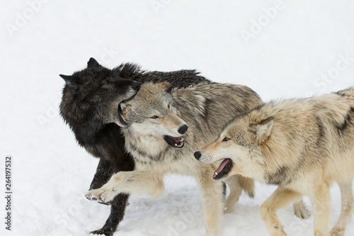 Grey Wolf pack in western US in Winter © Dennis Donohue