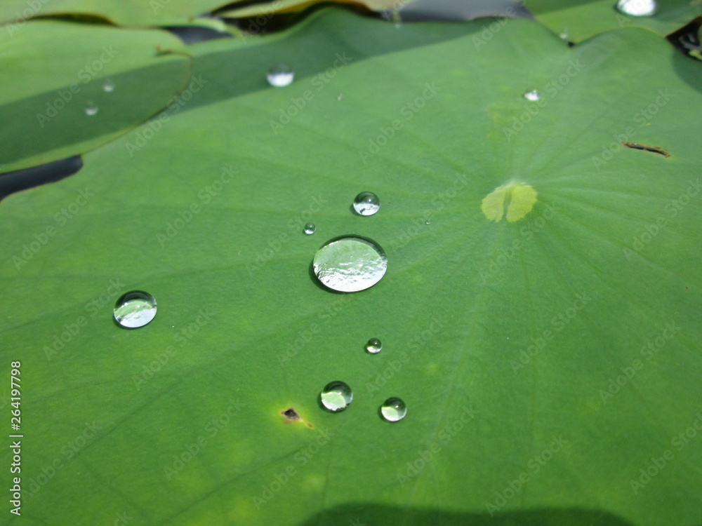 ハスの葉の上の水滴 ハスの葉の上の水滴