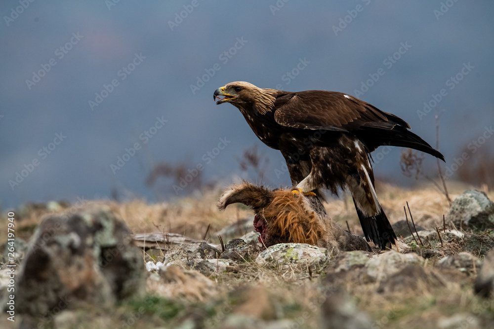 Adult Goldean Eagle (Aquila chrysaetos) on prey at mountain meadow in Eastern Rhodopes, Bulgaria