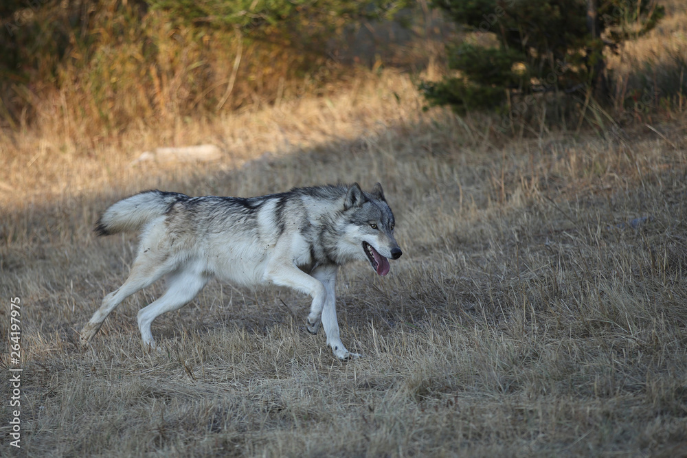 Grey Wolf pack in Autumn, Western US Grey Wolf pack in Autumn, Western US