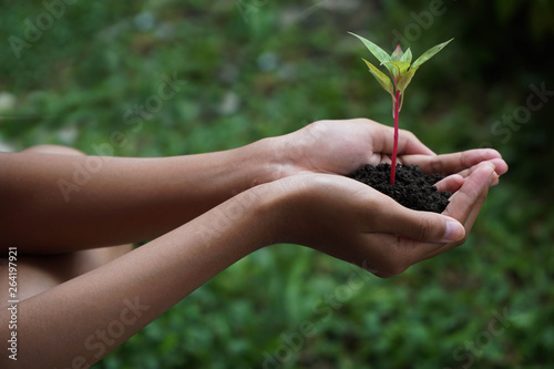 Human Hands Holding Green Plant Over Nature Background