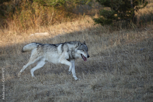 Grey Wolf pack in Autumn, Western US © Dennis Donohue
