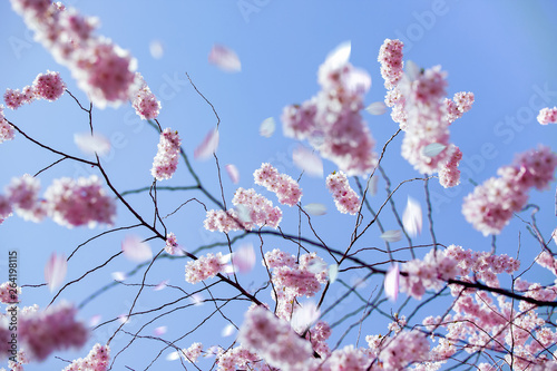 Zweig mit rosa Blüten, Blütenblätter fallen herab