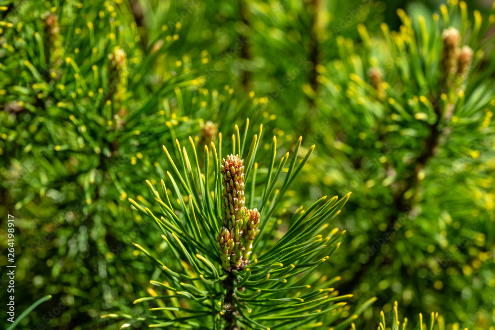 Young shoots of Golden cultivar dwarf mountain pine Pinus mugo Ophir with beautiful golden tips of needles. Sunny day in spring garden. Nature concept for design. Selective focus Young shoots of Golden cultivar dwarf mountain pine Pinus mugo Ophir with beautiful golden tips of needles. Sunny day in spring garden. Nature concept for design. Selective focus
