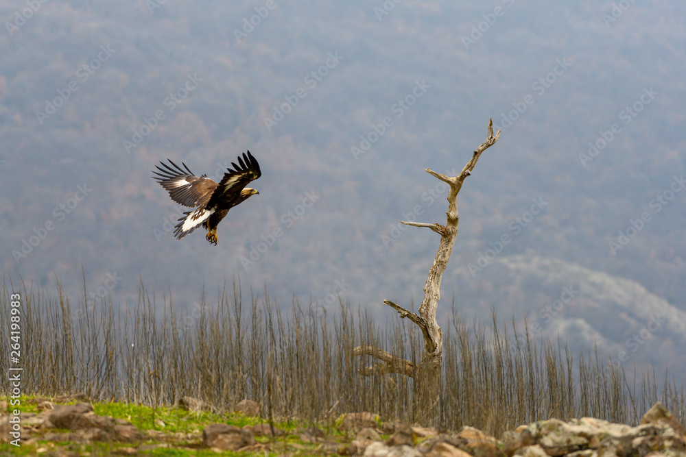 Goldean Eagle (Aquila chrysaetos) at mountain meadow in Eastern Rhodopes, Bulgaria