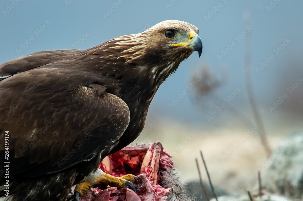 Juvenile Goldean Eagle (Aquila chrysaetos) on prey at mountain meadow in Eastern Rhodopes, Bulgaria