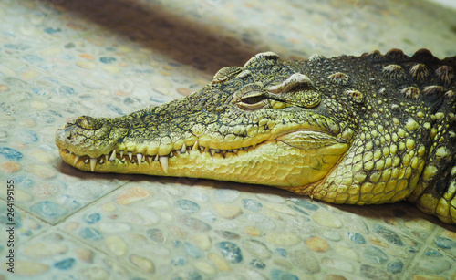 sad crocodile lying 