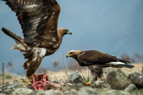 Obraz na płótnie Adult and juvenile Golden Eagle (Aquila chrysaetos) on prey at mountain meadow in Eastern Rhodopes, Bulgaria w salonie