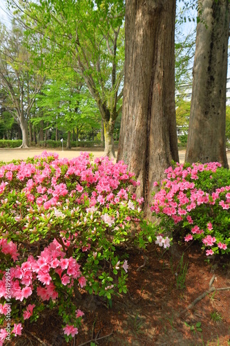 躑躅咲くメタセコイアのある公園風景