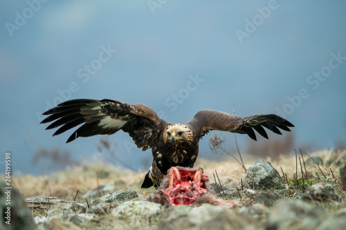Obraz na płótnie Juvenile Goldean Eagle (Aquila chrysaetos) on prey at mountain meadow in Eastern Rhodopes, Bulgaria w salonie