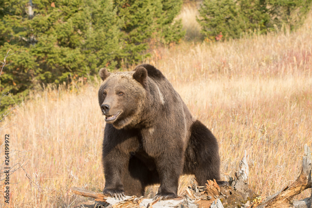 Grizzly (brown) bear in western US