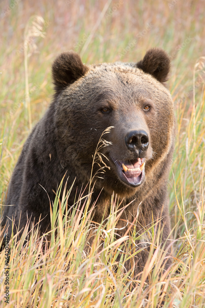 Grizzly (brown) bear in western US