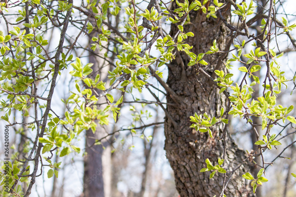 Fototapeta premium Young green leaves on bush and tree. Early fresh spring background.