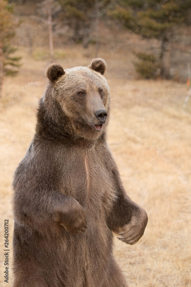 Fototapeta premium Grizzly (brown) bear in western US