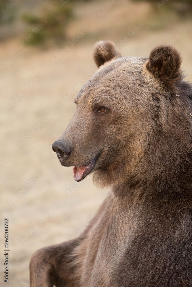 Fototapeta premium Grizzly (brown) bear in western US