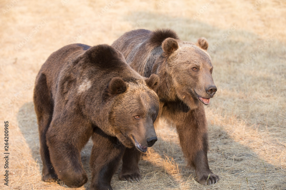 Fototapeta premium Grizzly (brown) bear in western US