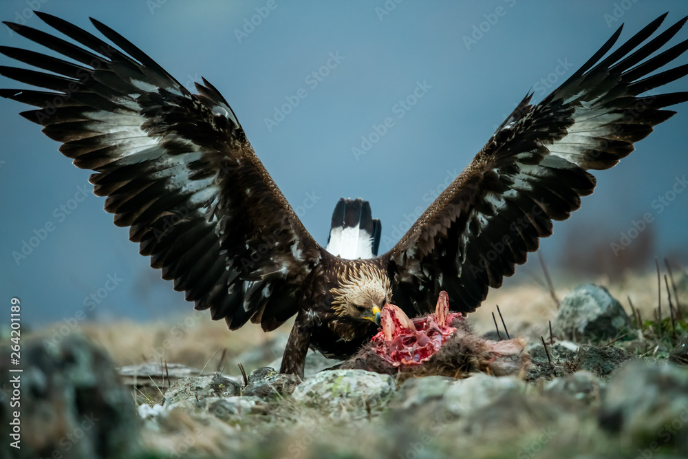 Juvenile Goldean Eagle (Aquila chrysaetos) on prey at mountain meadow in Eastern Rhodopes, Bulgaria