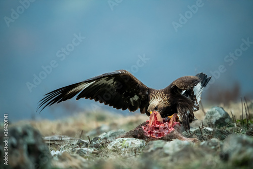 Obraz na płótnie Juvenile Goldean Eagle (Aquila chrysaetos) on prey at mountain meadow in Eastern Rhodopes, Bulgaria w salonie