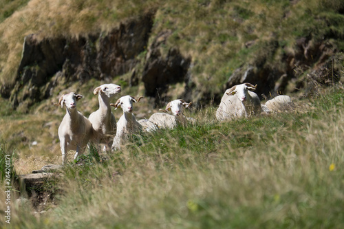 a groups of sheeps in the pyrenees mountains, Occitanie, Orlu, France photo