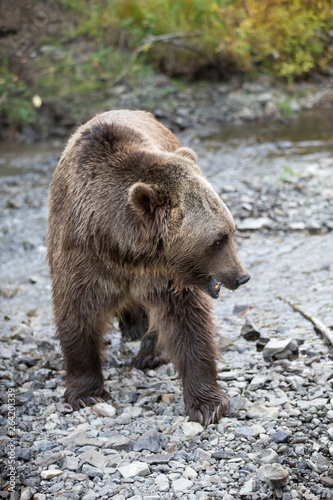 Grizzly (brown) bear in western US