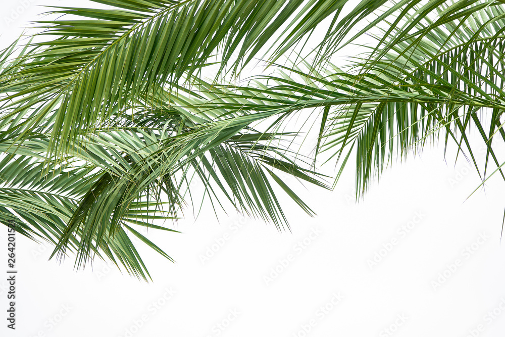 Crossed palm tree leaves on a white cloudy background. Top view copy space for flyer or lettering. Summer is coming concept