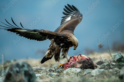 Juvenile Goldean Eagle (Aquila chrysaetos) on prey at mountain meadow in Eastern Rhodopes, Bulgaria