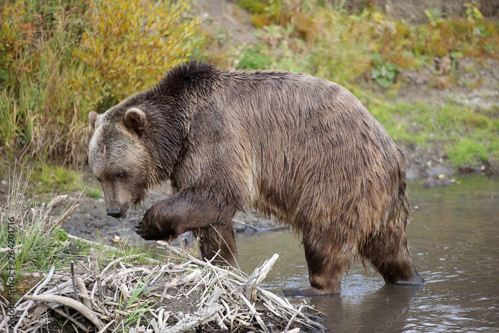 Grizzly (brown) bear in western US Grizzly (brown) bear in western US