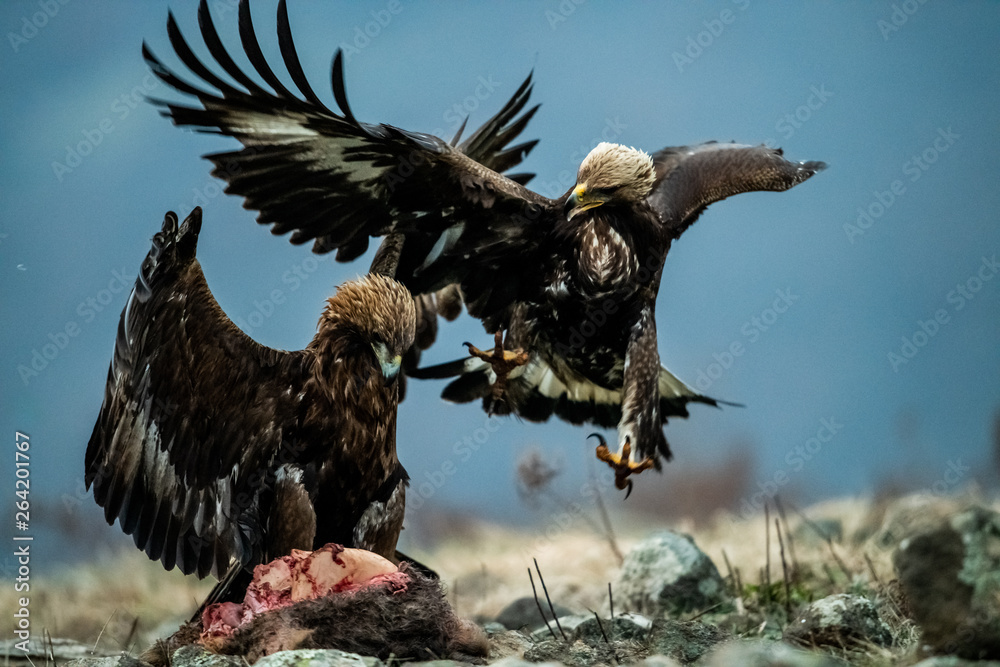 Adult and juvenile Golden Eagle (Aquila chrysaetos) on prey at mountain meadow in Eastern Rhodopes, Bulgaria