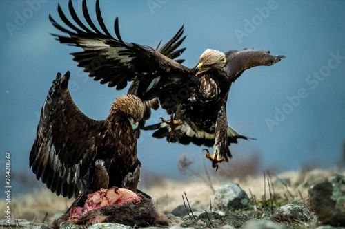 Adult and juvenile Golden Eagle (Aquila chrysaetos) on prey at mountain meadow in Eastern Rhodopes, Bulgaria photo
