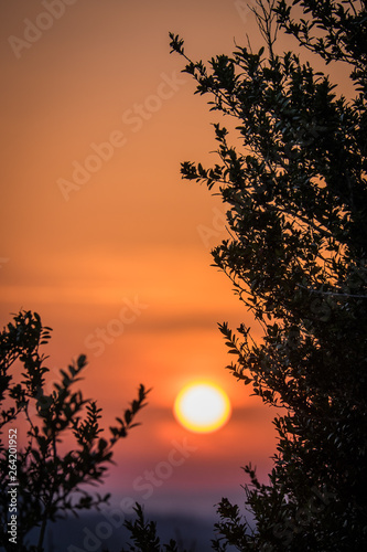 trees during a sunset, Occitanie, Roquefixade, France photo