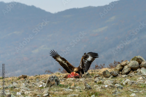 Goldean Eagle (Aquila chrysaetos) on prey at mountain meadow in Eastern Rhodopes, Bulgaria