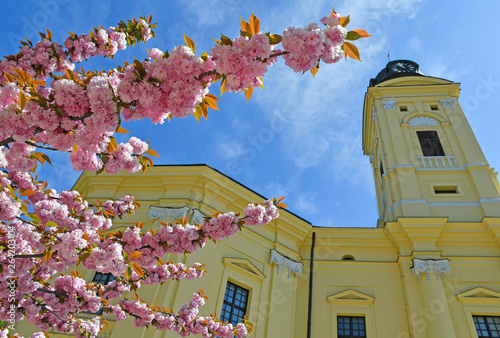 Fotografie Tower of the Great Church in Debrecen city with cherry tree flowers, Hungary