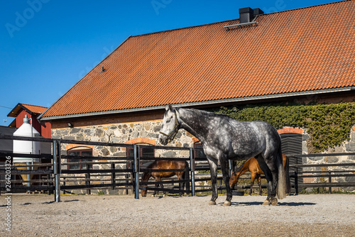 Dapple-grey horse in a corral. Thoroughbred horses eat and drink in paddock.