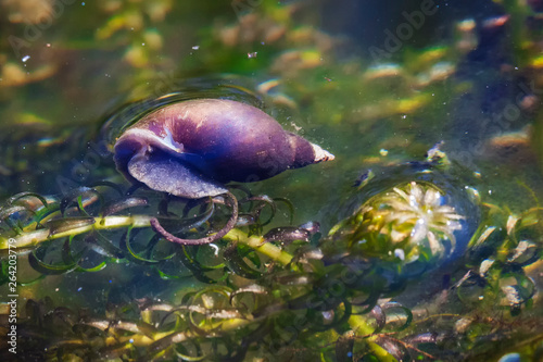 Pond snail in a freshwater garden water environment