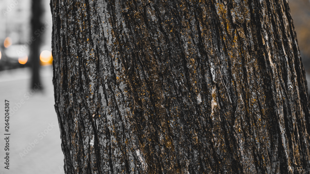 Fototapeta premium Tree Close up