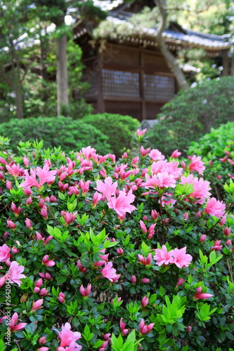 Wallpaper Mural 神社に咲く躑躅の花 Torontodigital.ca