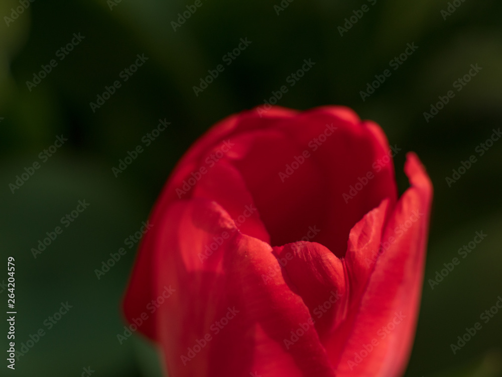 group of colorful tulips. Red tulip flower, lit by sunlight. Soft selective focus, tulip closeup, toning. Bright colorful tulip photo background group of colorful tulips. Red tulip flower, lit by sunlight. Soft selective focus, tulip closeup, toning. Bright colorful tulip photo background