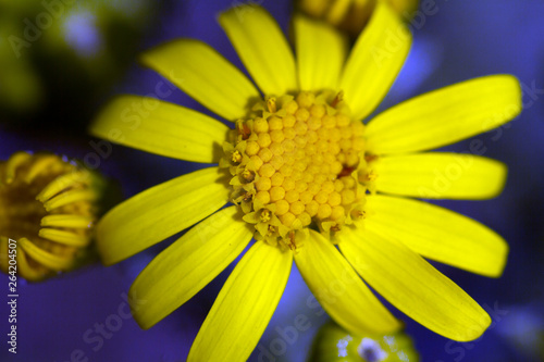 Beautiful yellow spring flowers close up
