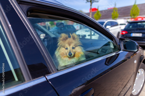 Shetland Sheepdog looks out the window of a car