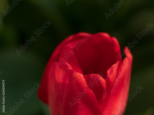 group of colorful tulips. Red tulip flower, lit by sunlight. Soft selective focus, tulip closeup, toning. Bright colorful tulip photo background
