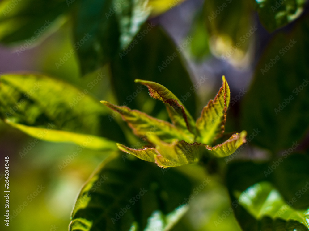 Obraz premium branches of tree are yellow brown against bright sky. Young shoots, water hanging from a branch, flowering trees in garden, blooming spring nature. The effect of light. Shallow depth of field