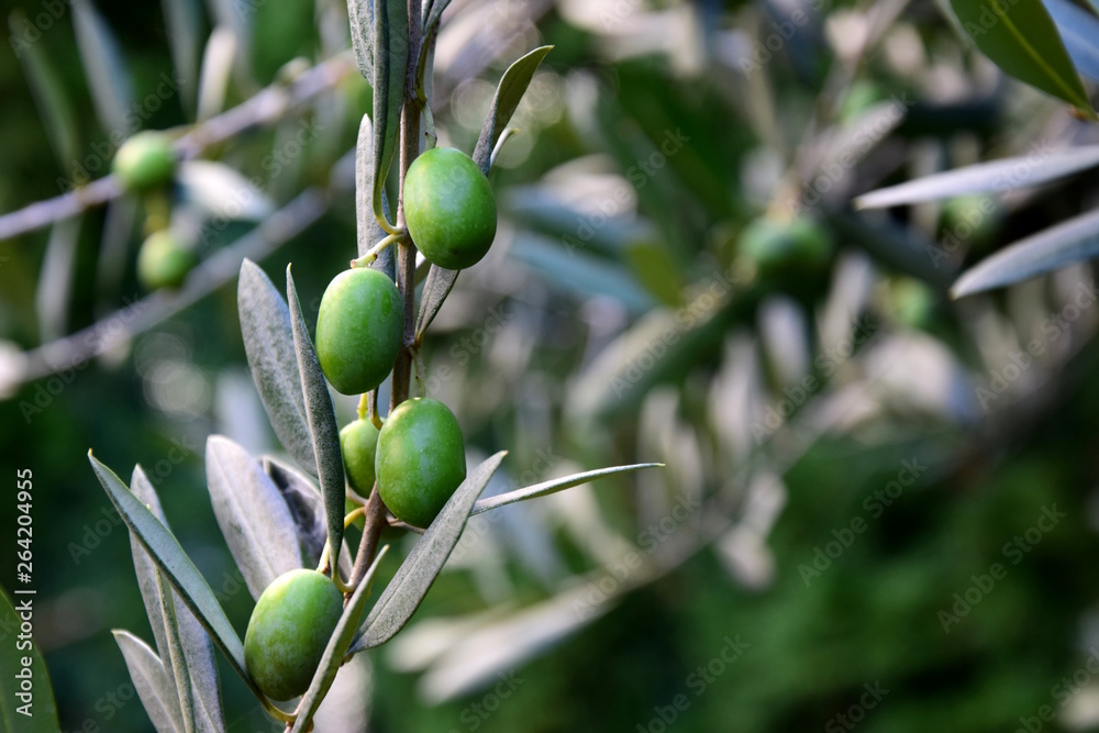 Grüne Oliven eines Olivenbaumes - gesunde Ernährung Grüne Oliven eines Olivenbaumes - gesunde Ernährung