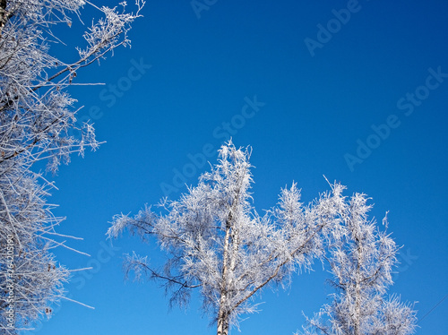 frozen birches in winter on a clear day