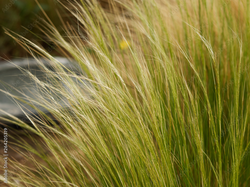 Mexican feathergrass 'Nassella tenuissima' Mexican feathergrass 'Nassella tenuissima'