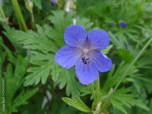 flower, nature, purple, plant, blue, flowers, flora, violet, green, garden, blossom, macro, petal, spring, bloom, summer, geranium, leaf, wild, floral, beauty, beautiful, pink, close-up, detail