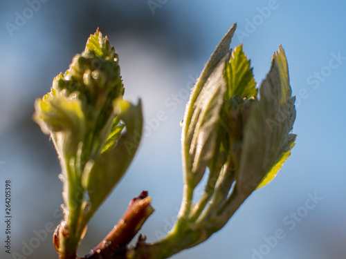 branches of tree are yellow brown against bright sky. Young shoots, water hanging from a branch, flowering trees in garden, blooming spring nature. The effect of light. Shallow depth of field